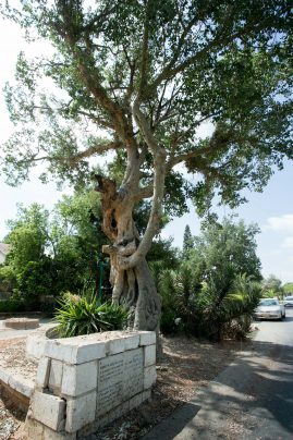 אתרים בלוד אתרים בלוד